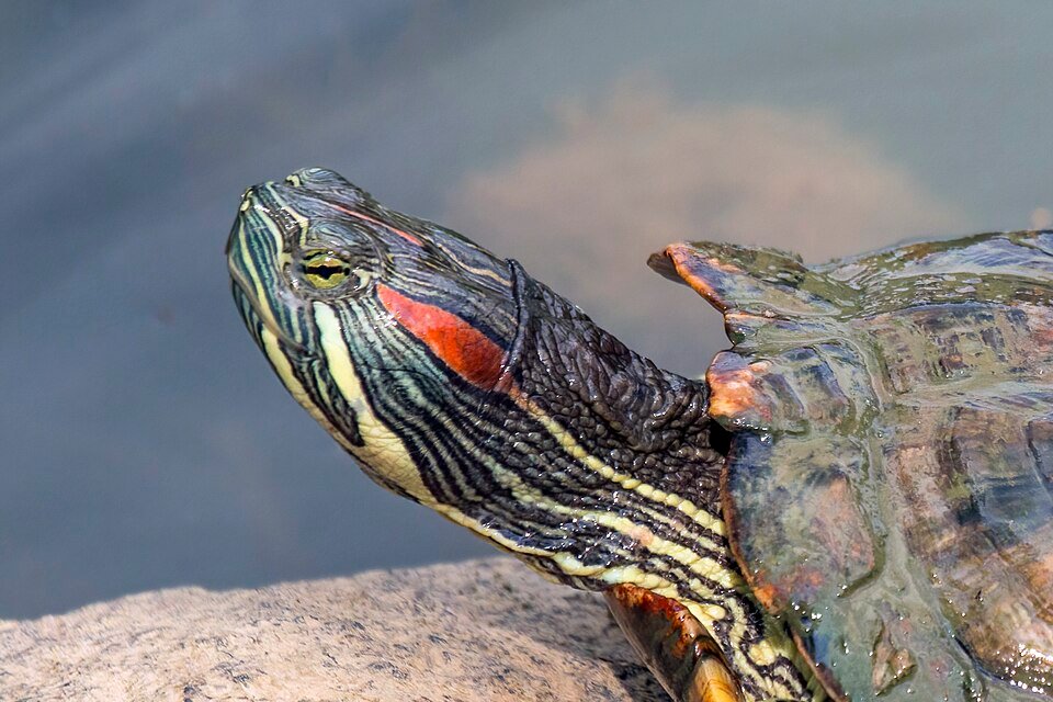 Red-Eared Slider
