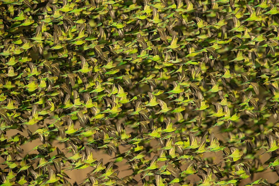 Budgerigar