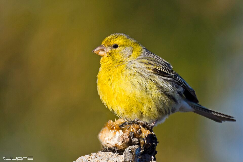 Canary