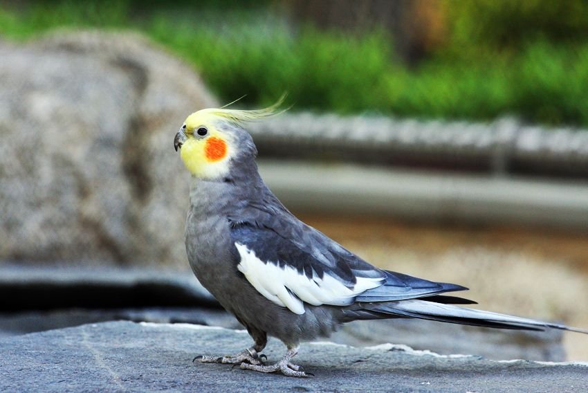 Cockatiel