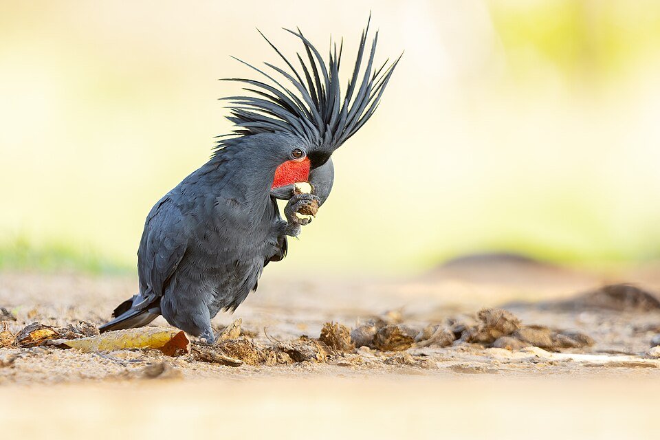 Cockatoo