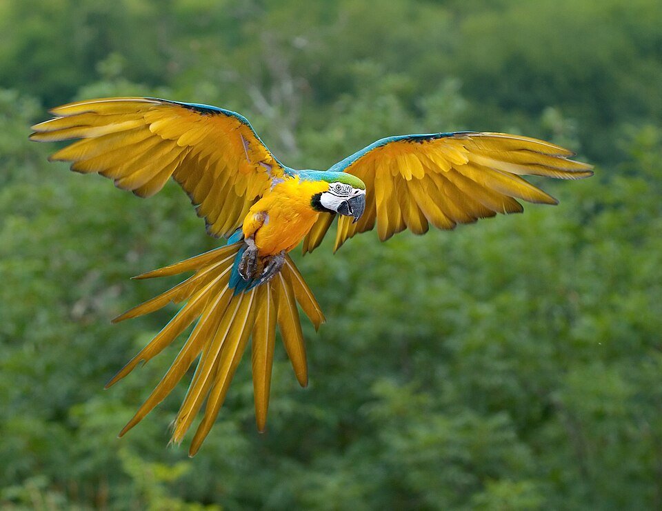 Macaw