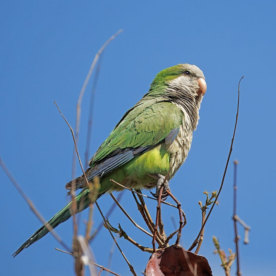 Quaker Parrot