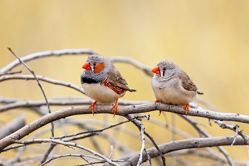 Zebra Finch