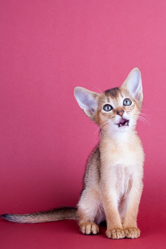Abyssinian