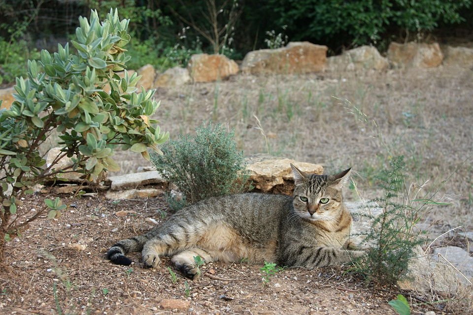 American Shorthair