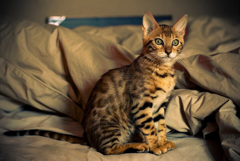 Bengal