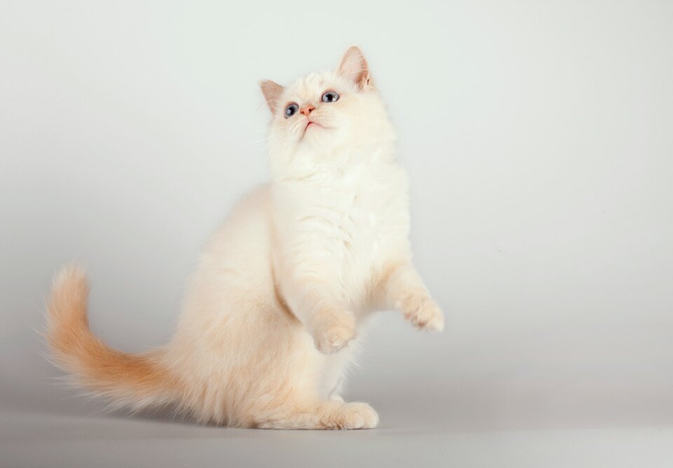 Birman