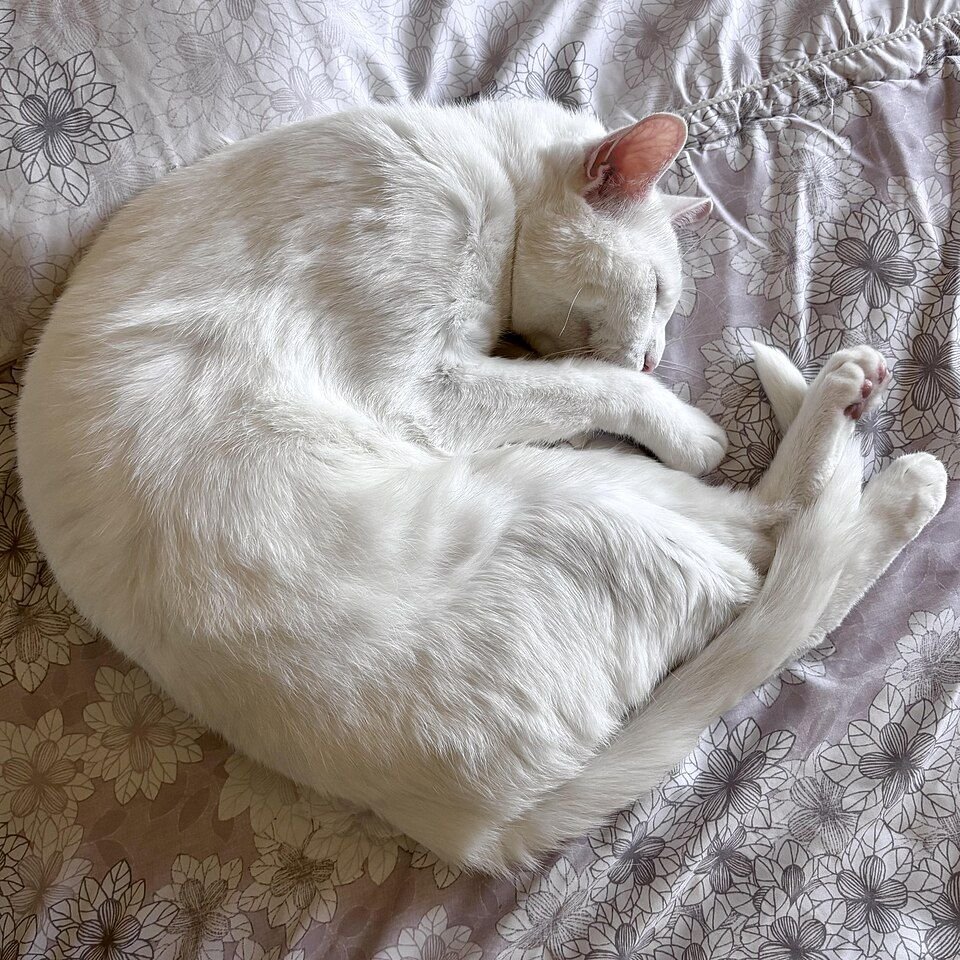Domestic Shorthair
