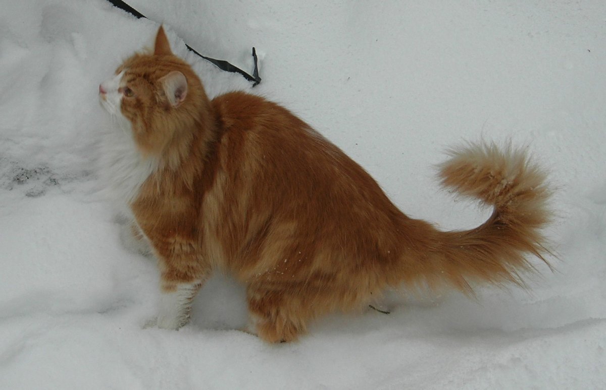 Norwegian Forest Cat