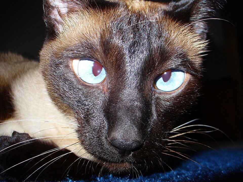 Siamese