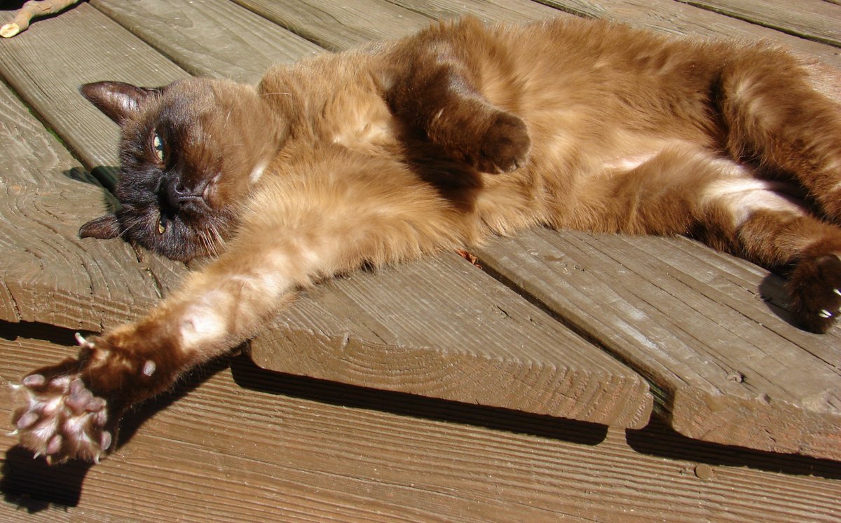 Tonkinese