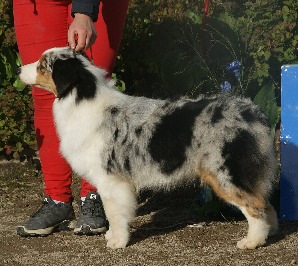 Australian Shepherd