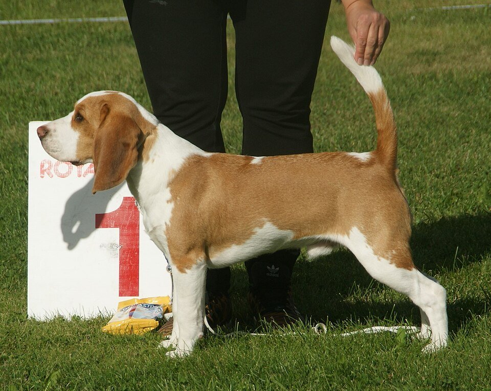 Beagle
