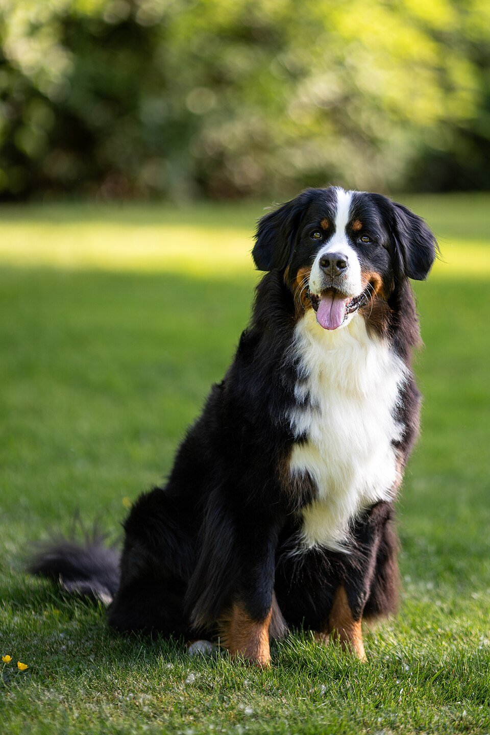 Bernese Mountain Dog