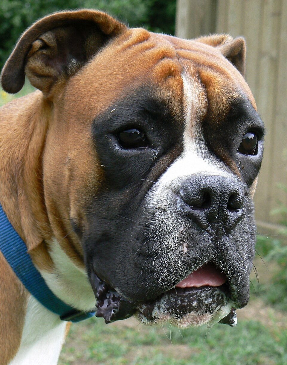 Boxer