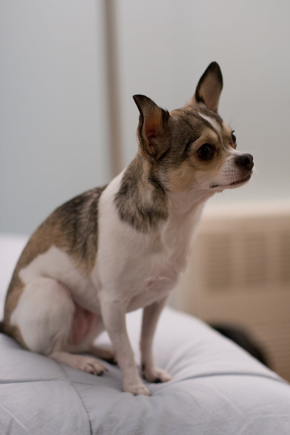 Chihuahua