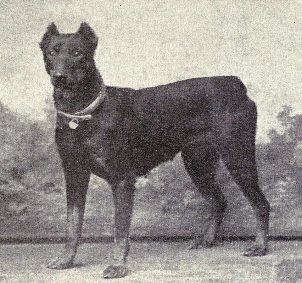 Dobermann