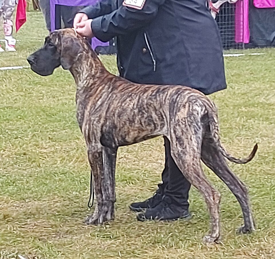 Great Dane