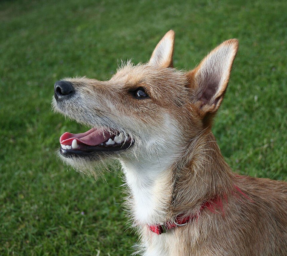 Mixed Breed (Medium)