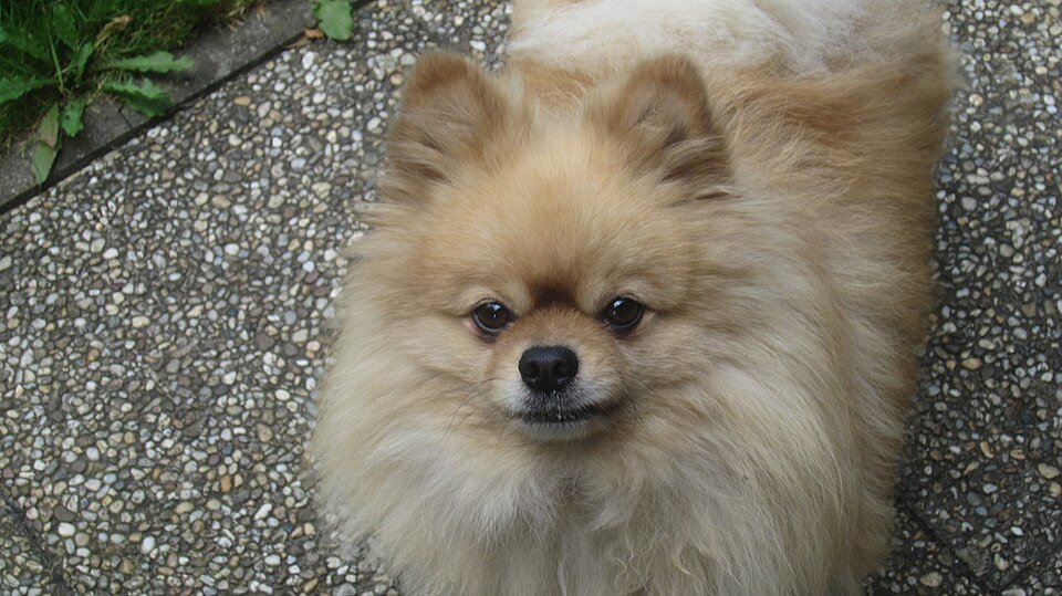 Pomeranian