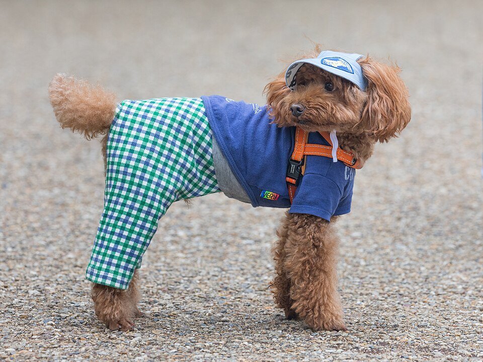 Poodle