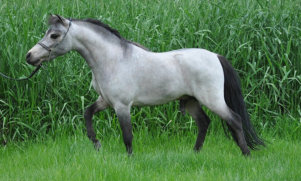 Miniature Horse