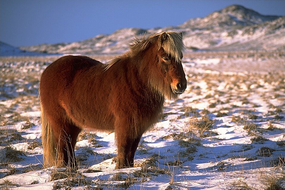 Pony