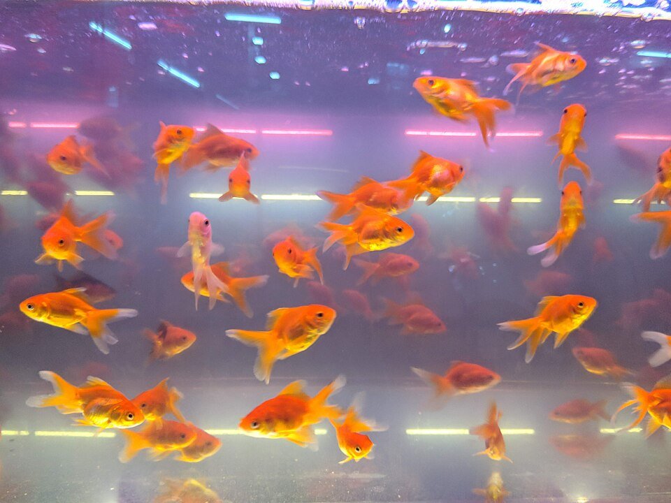 Common Goldfish