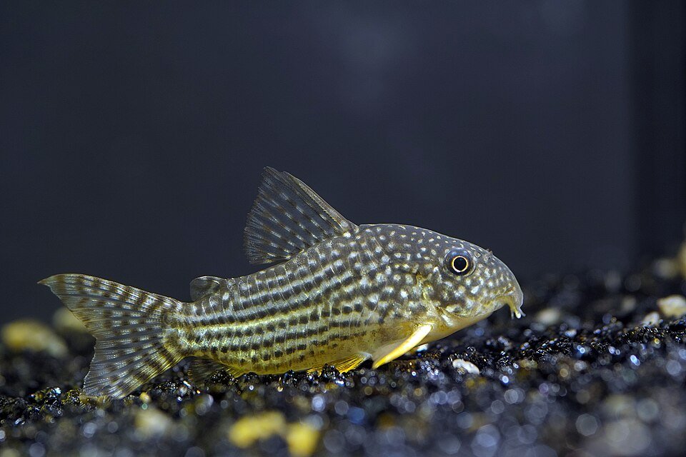 Corydoras