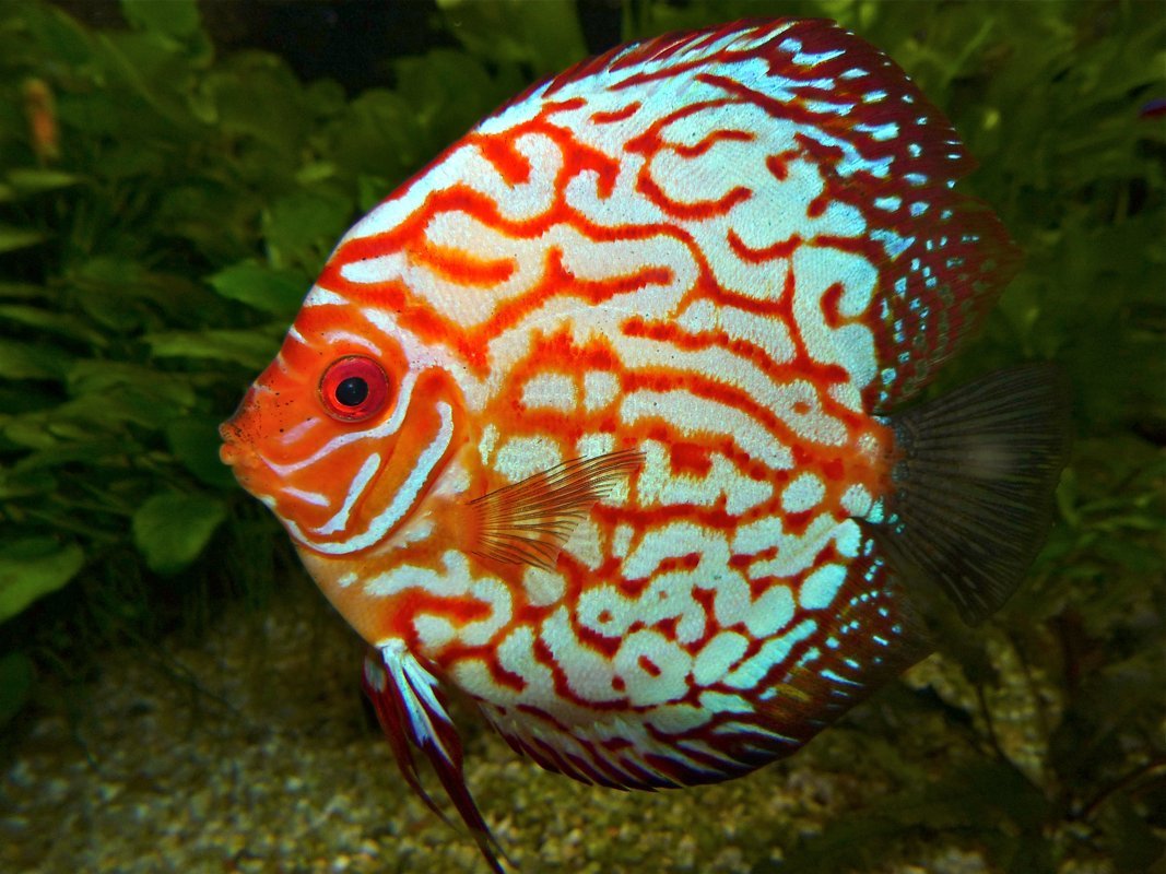 Discus