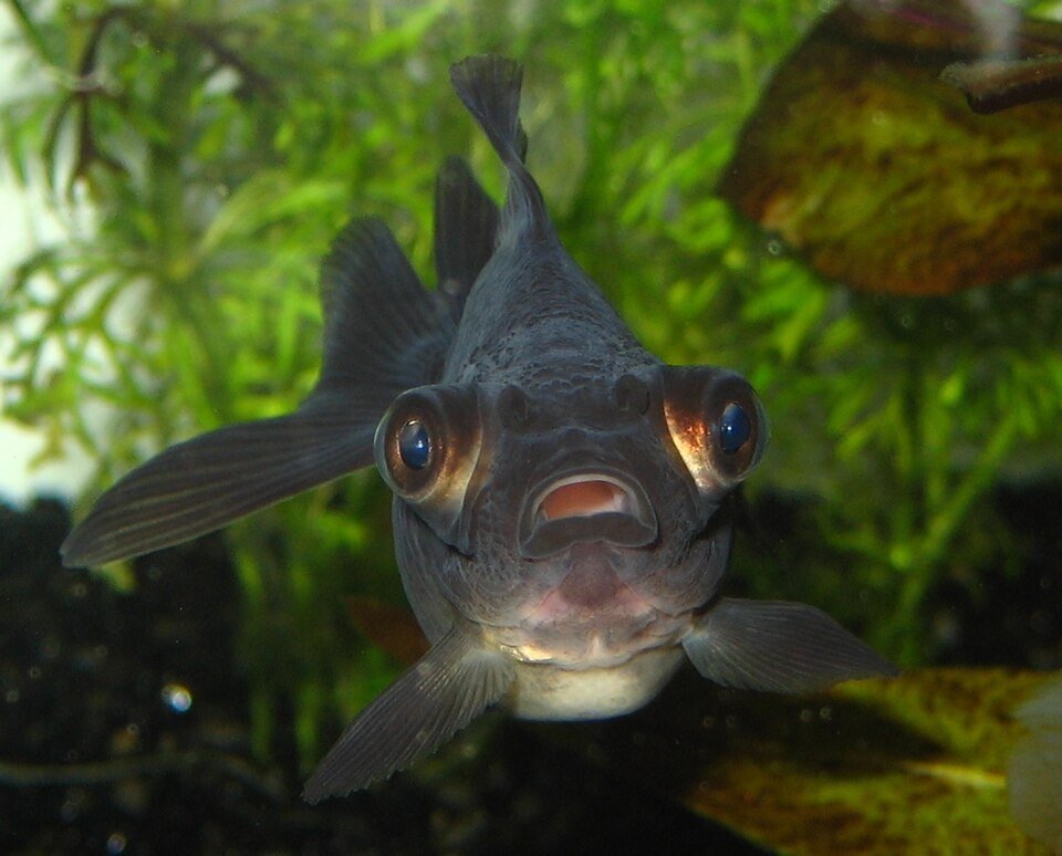Fancy Goldfish