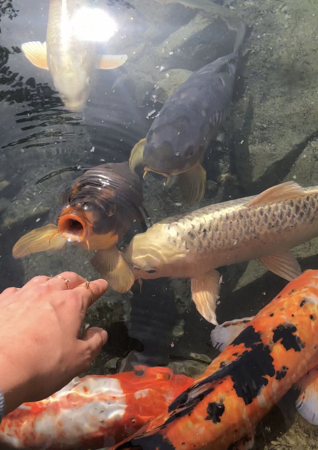 Koi
