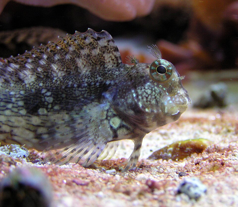 Blenny