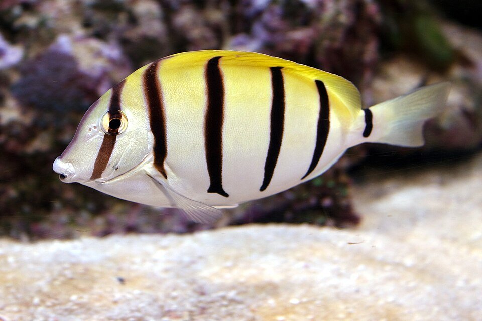Tang