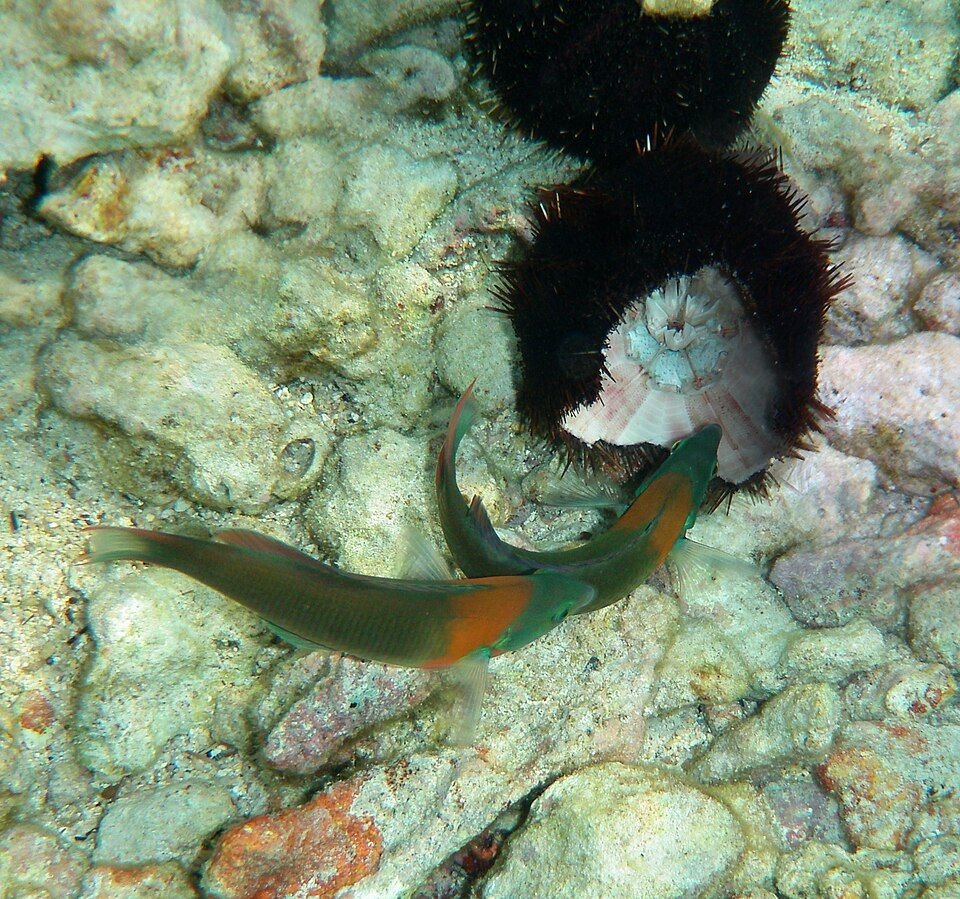 Wrasse