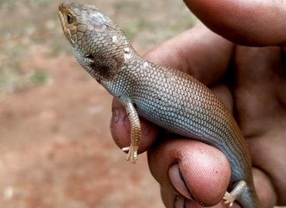 Blue Tongue Skink