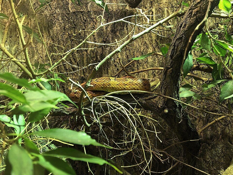 Corn Snake