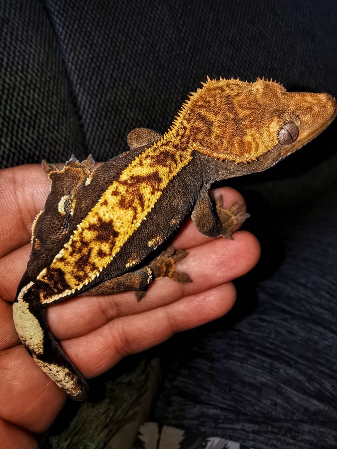 Crested Gecko