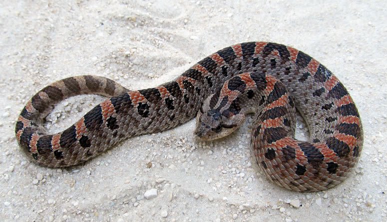 Hognose Snake