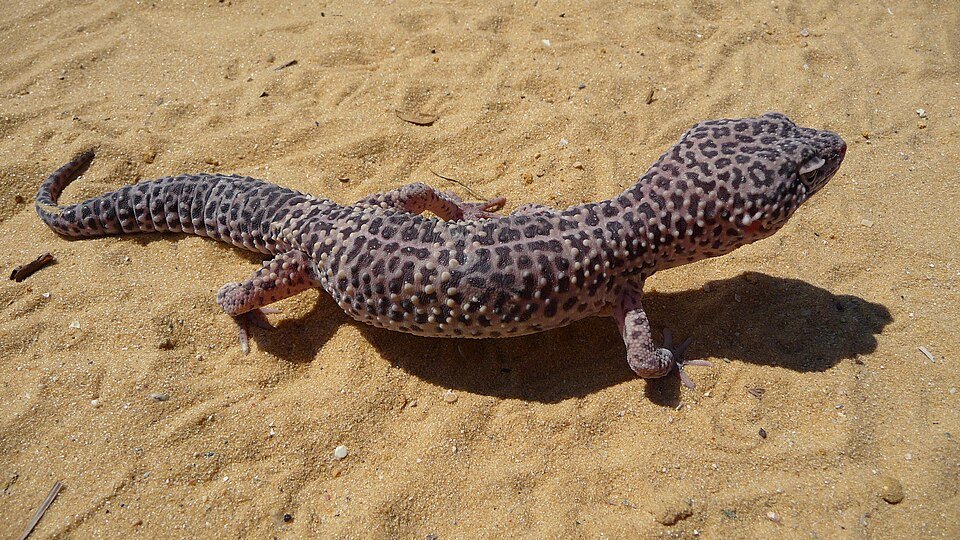 Leopard Gecko