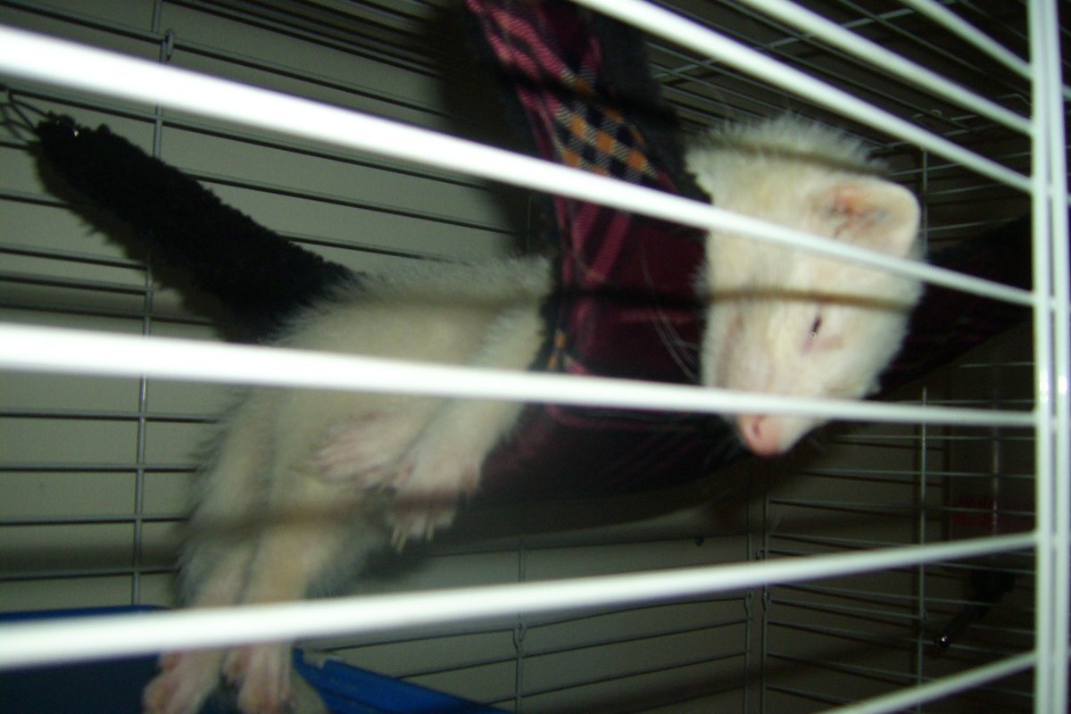 Ferret