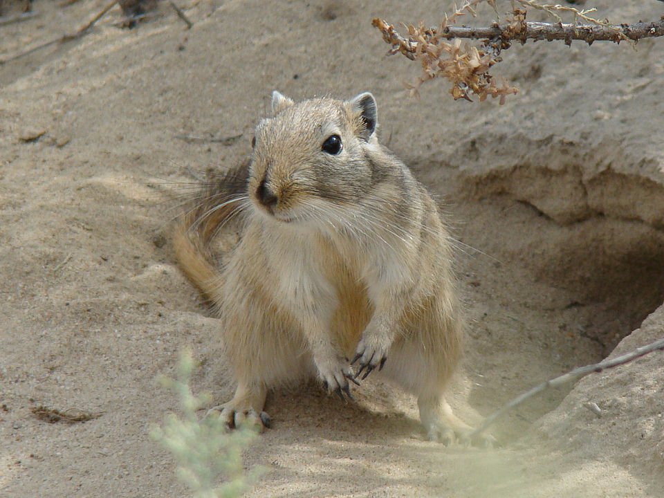 Gerbil