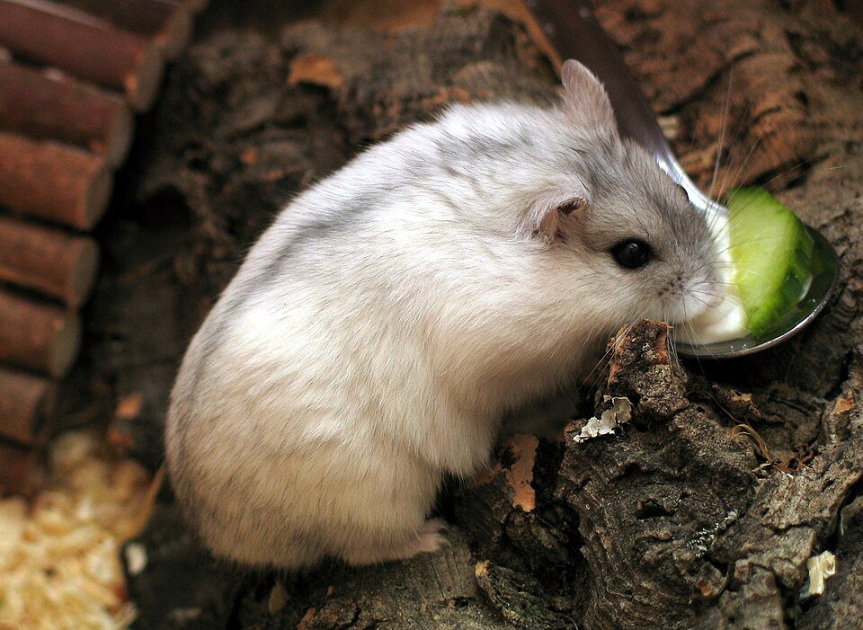 Dwarf Hamster