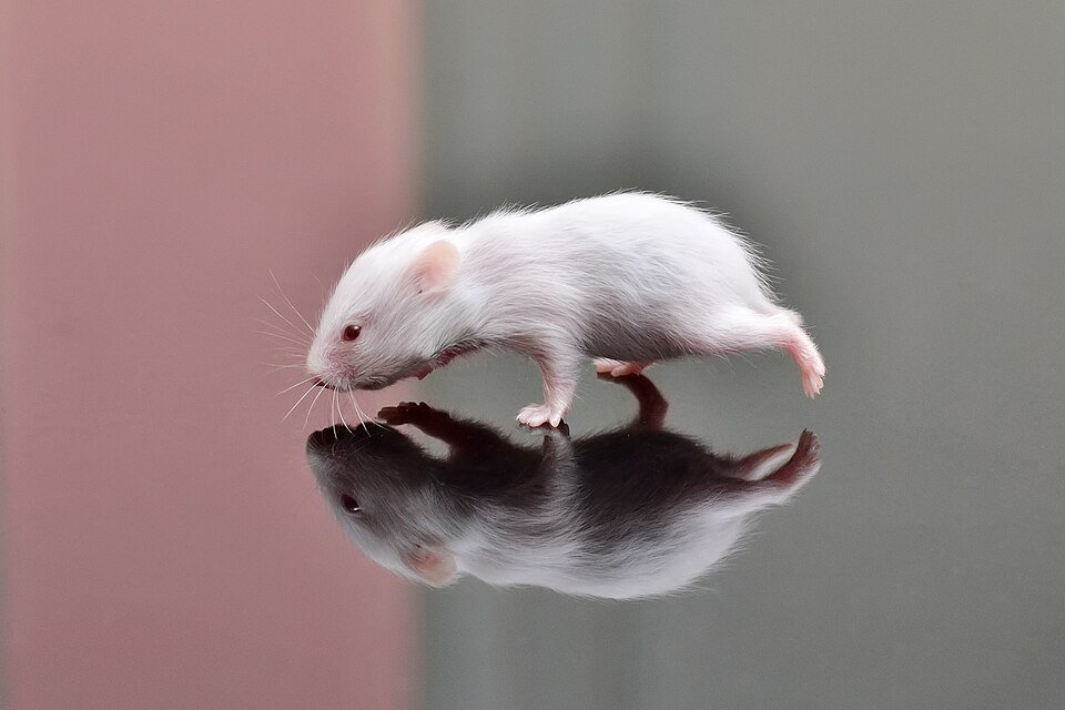 Syrian Hamster