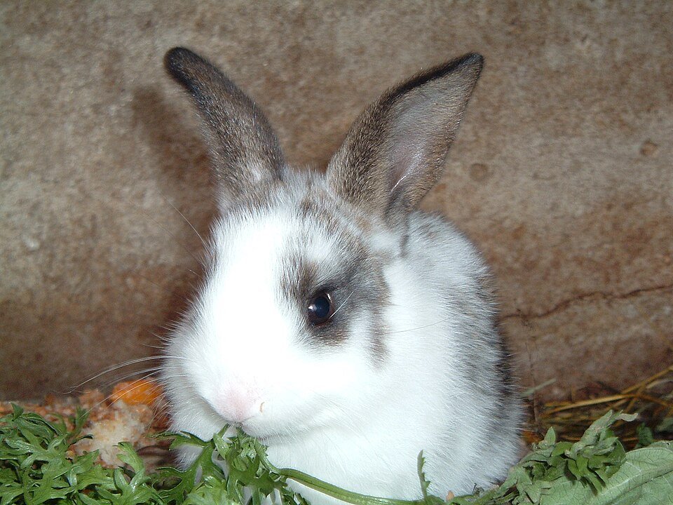 Rabbit