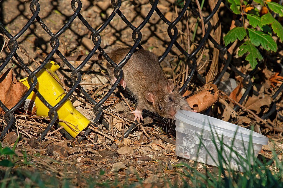 Rat